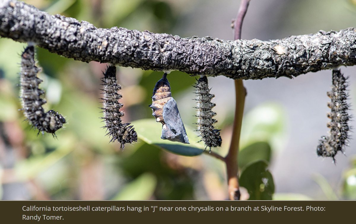 Chris Carvalho tweet media