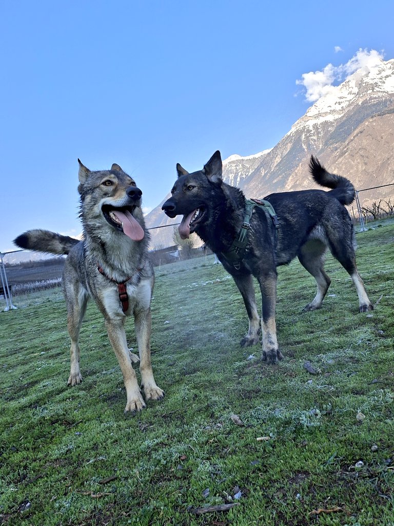 🇨🇭🌲Eric, CEO of the Swiss🌲🇨🇭 tweet media