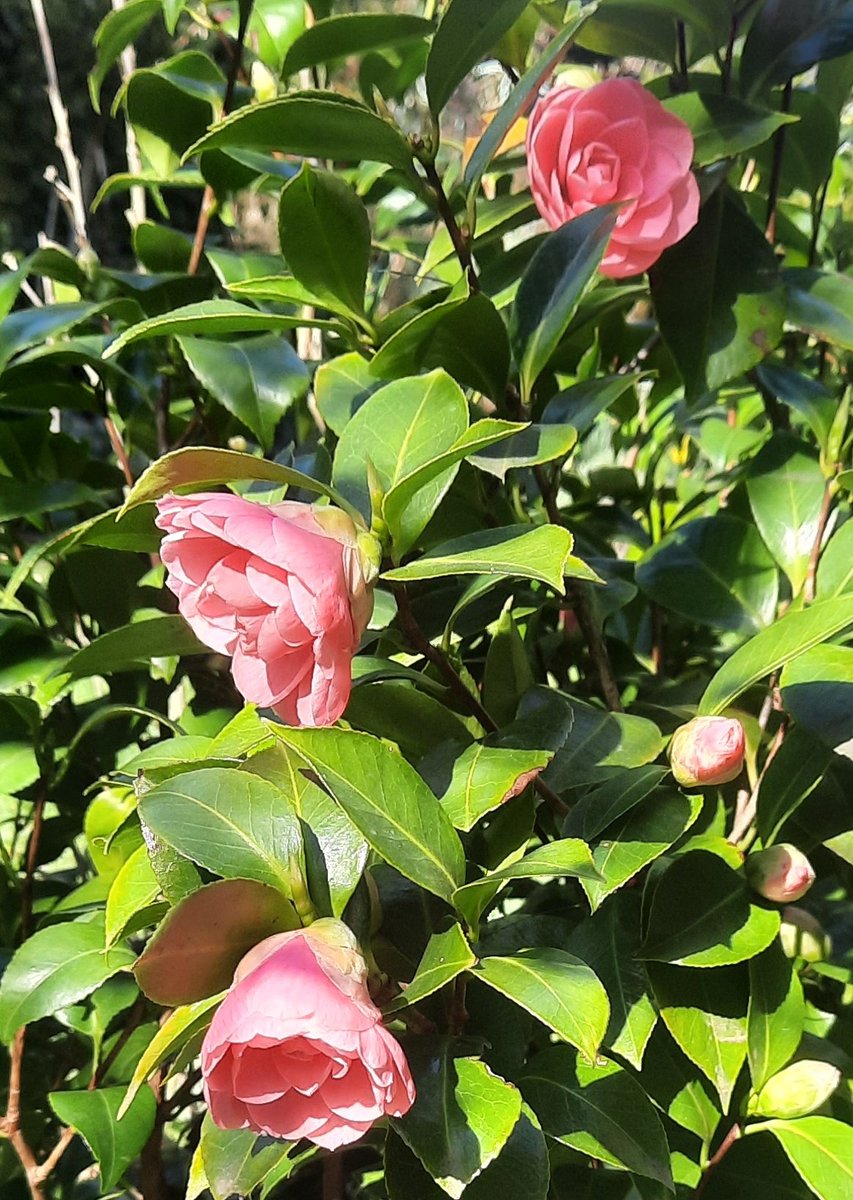 ChrisMarple tweet media