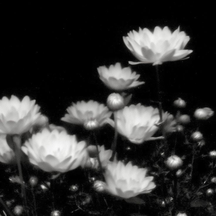 ZĀC ♱ 🥩 #GO3 #TADC tweet media