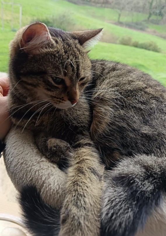 Missing Animaux 81 tweet media