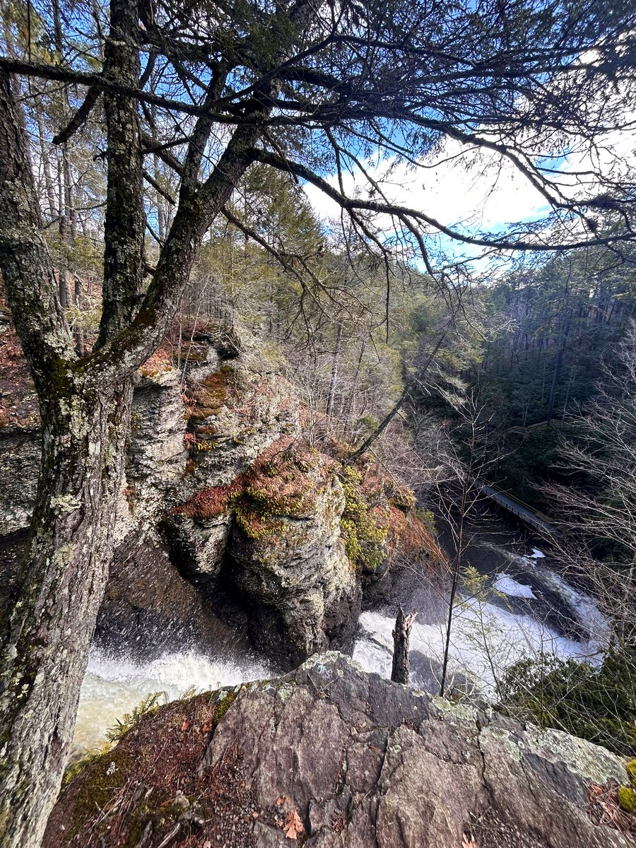 Ramona Yacelyn Johnson tweet media