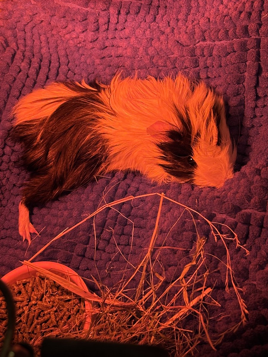 La Maison Des Chons 💪🦀 tweet media