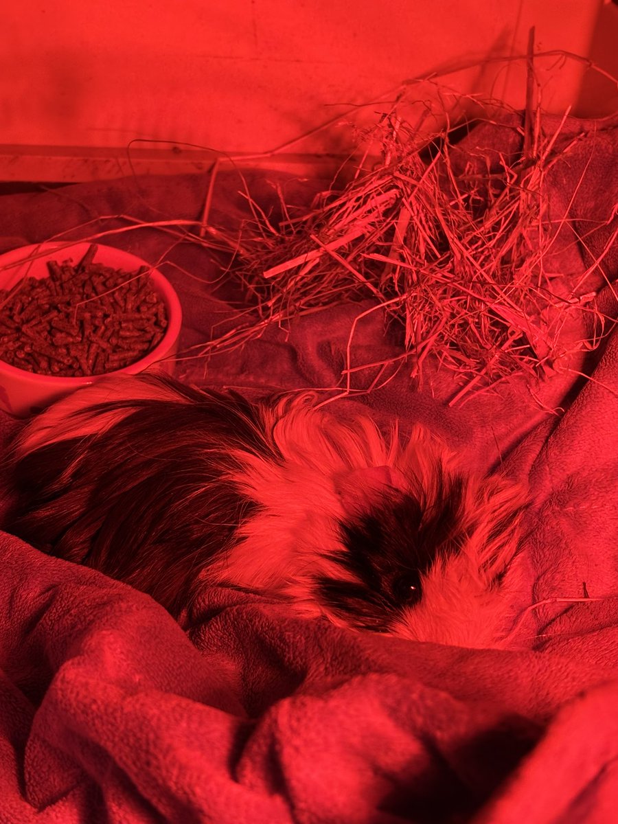 La Maison Des Chons 💪🦀 tweet media