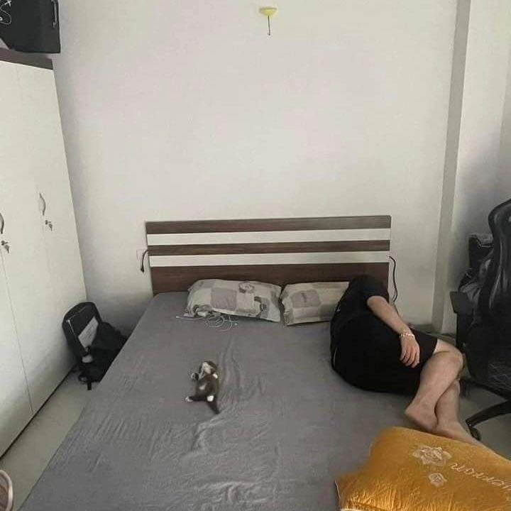 Punch Cat tweet media