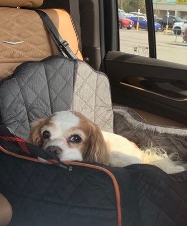 TarHeelBruin tweet media