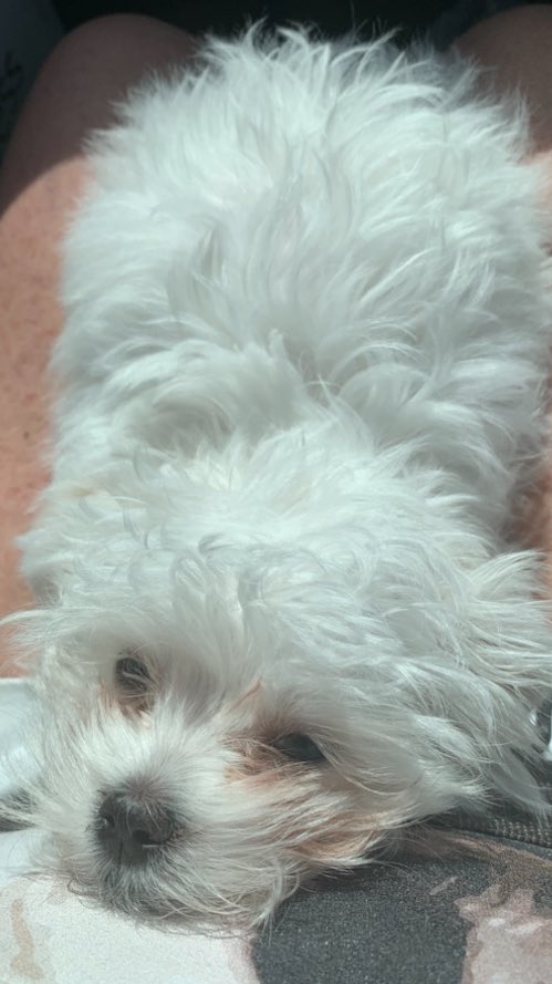 TarHeelBruin tweet media