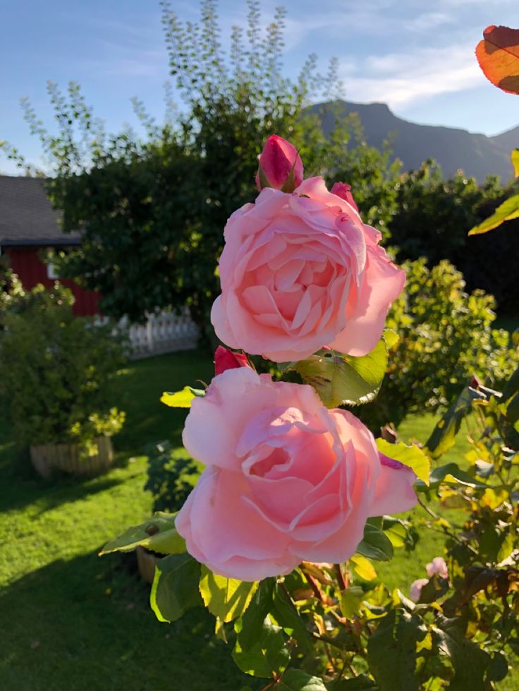 ๐๐ : ๐๐ tweet media