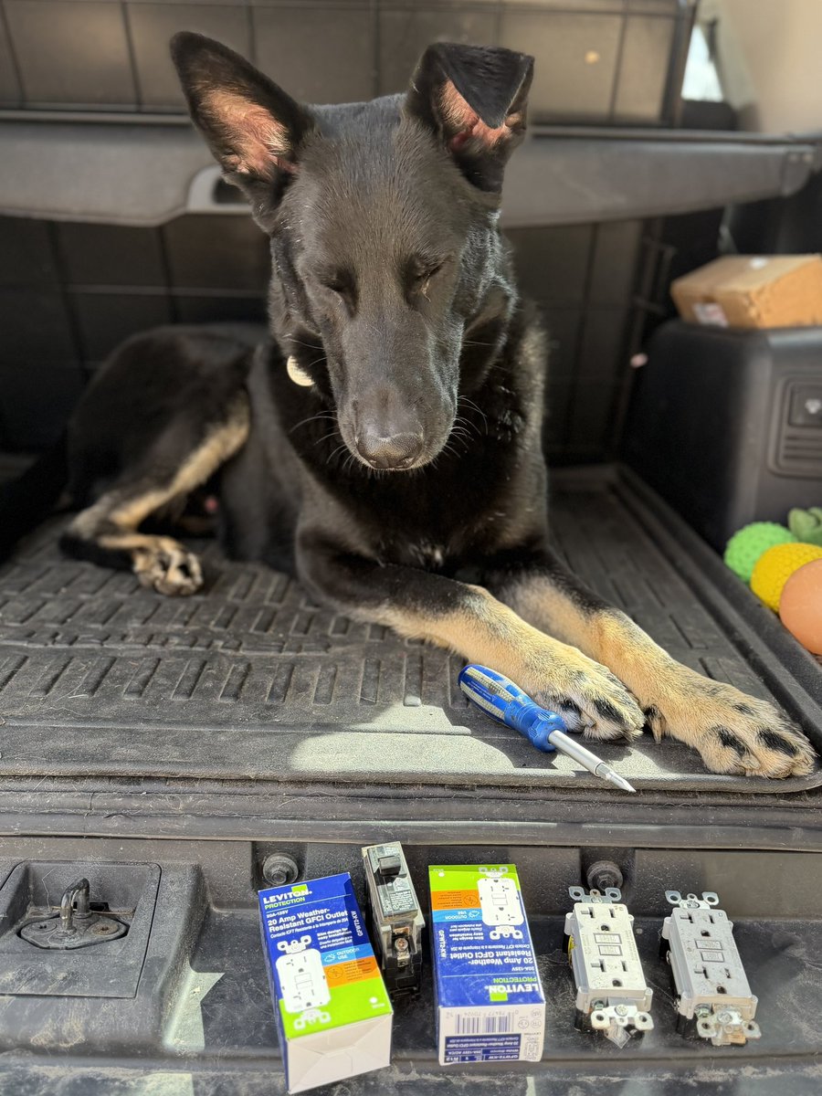 HundeHaus and Bear tweet media