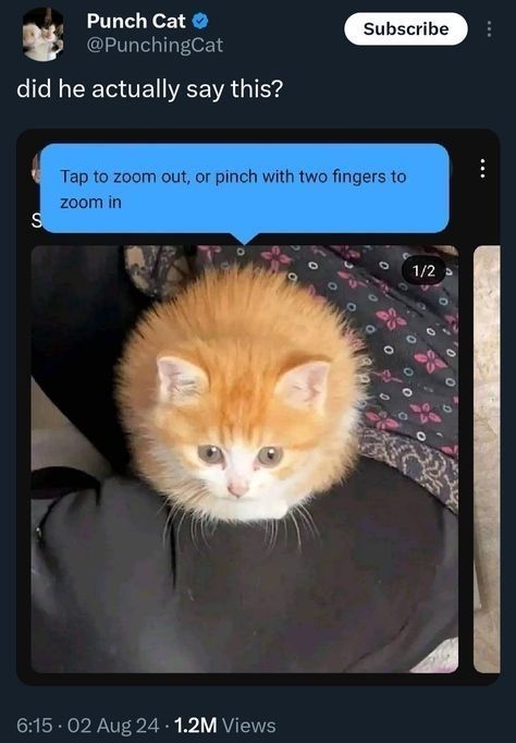 Internet Slop tweet media