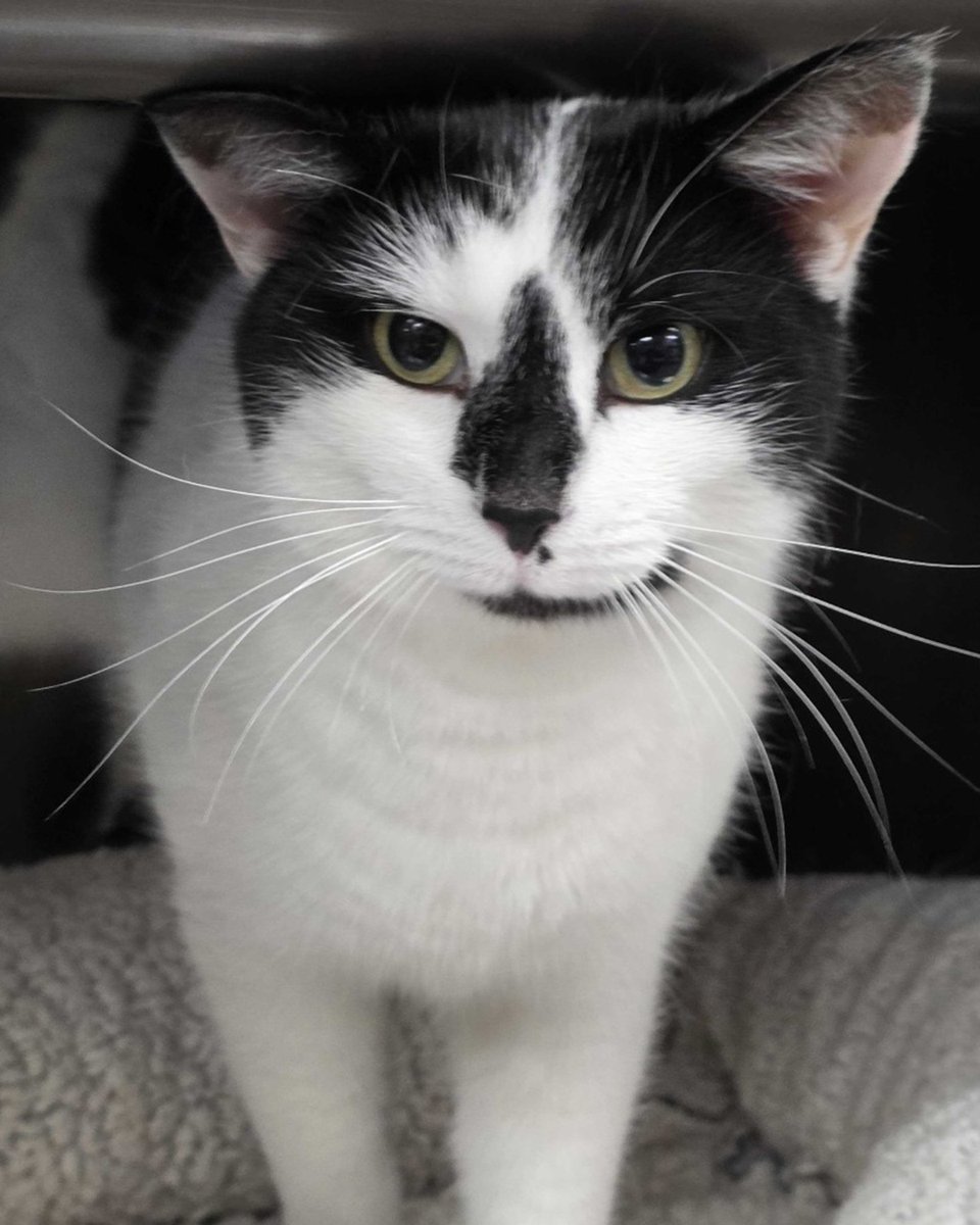 Lost Dog & Cat Rescue tweet media