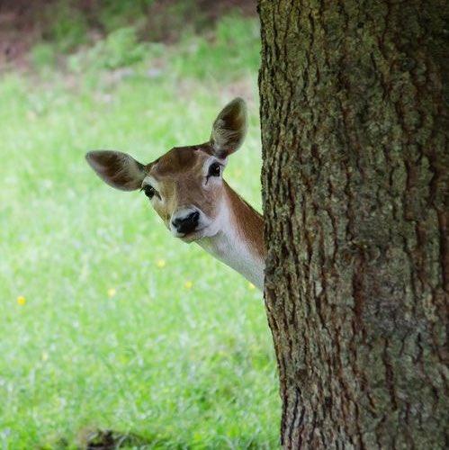 eva noblezada as deer 🌷 tweet media