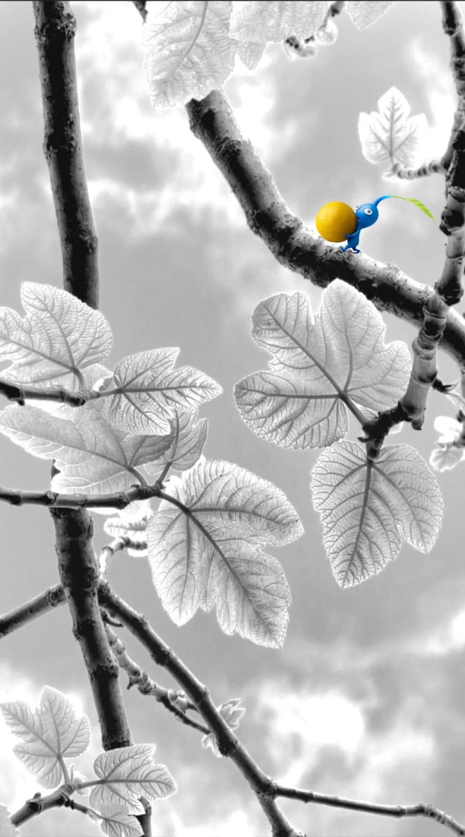 Nash Weedle 💎 tweet media