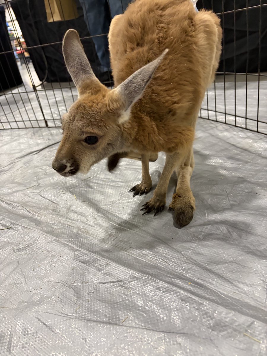 Jonathan Ramos tweet media