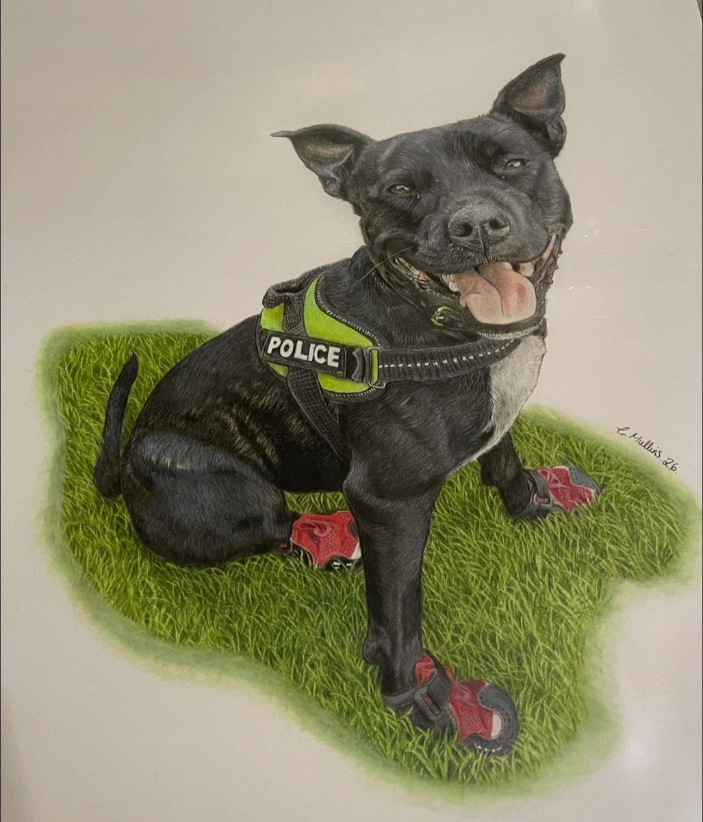 Retired Police Dog Stella the Staffie tweet media