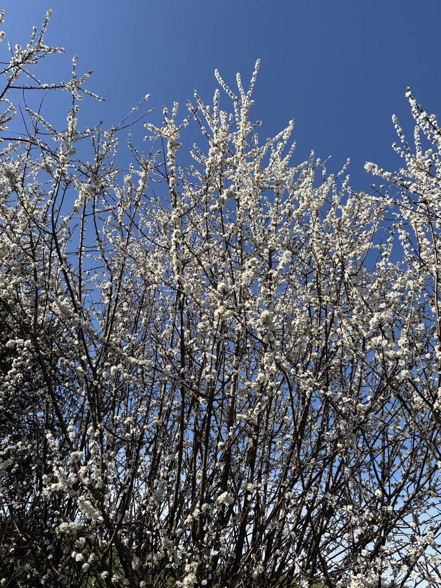 Exeter Trees tweet media