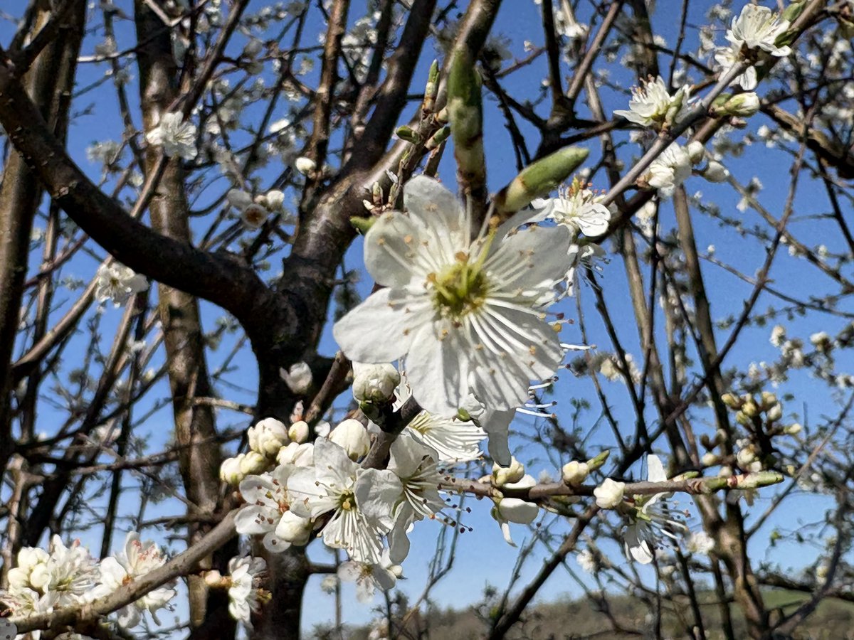Exeter Trees tweet media