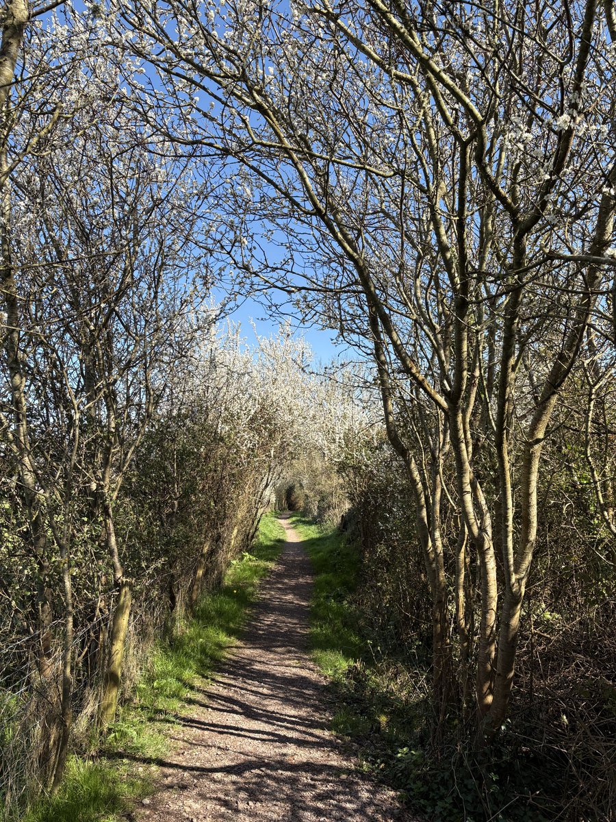 Exeter Trees tweet media