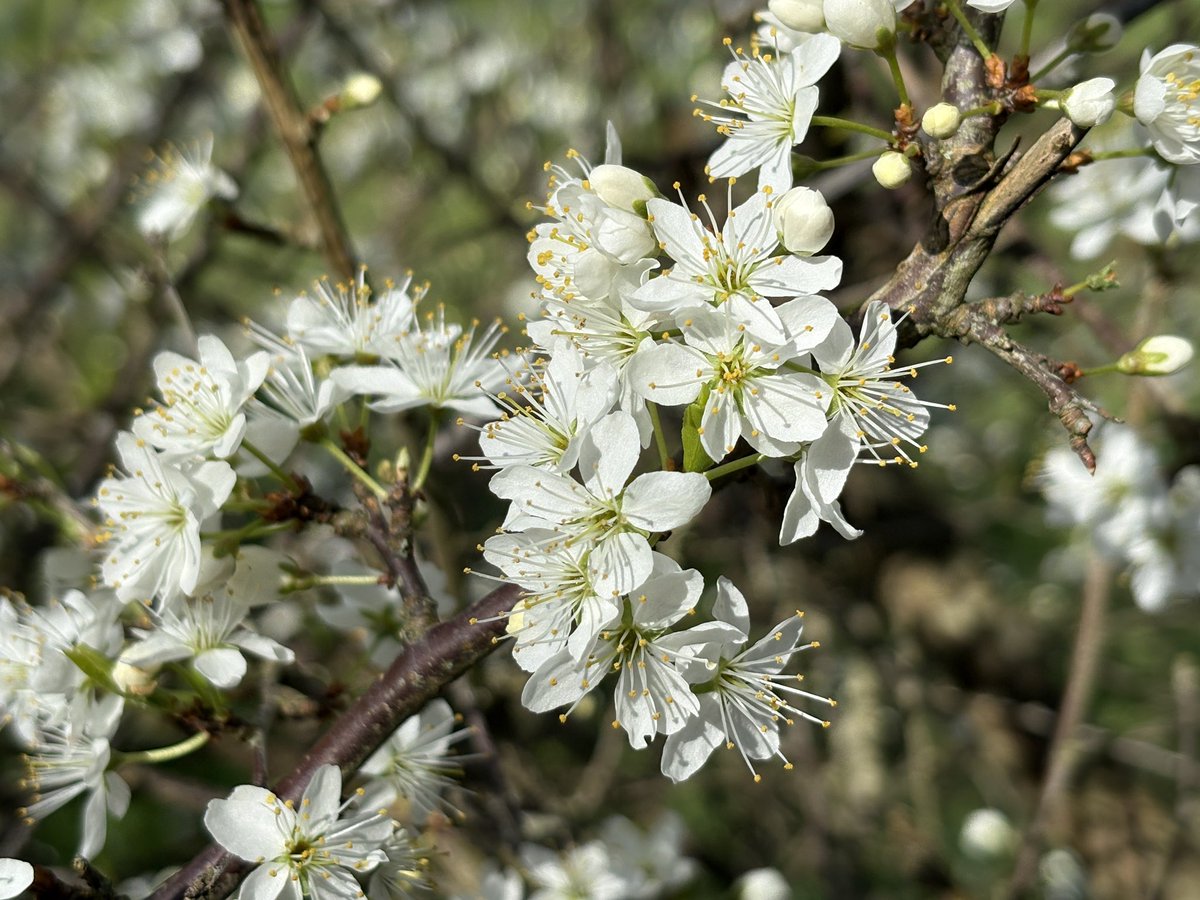 Exeter Trees tweet media