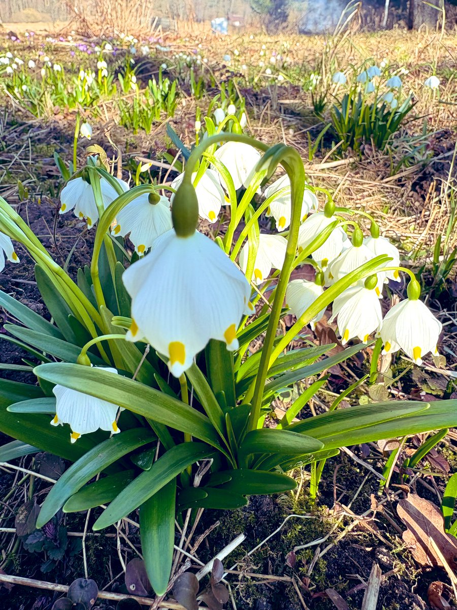 Mazirbe's tweet photo. Nedēļas nogales laukos vienmēr iedvesmo. Jumprava. 🌿 https://t.co/qEcNakZnOH
