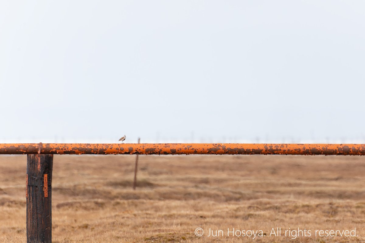 Jun Hosoya tweet media