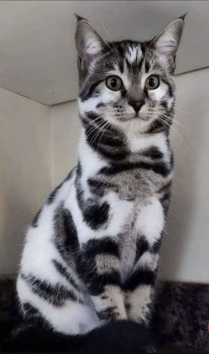 𝗟𝗶𝗰. 𝗦𝗲𝗿𝘃𝗶𝗯𝗮𝗿 tweet media