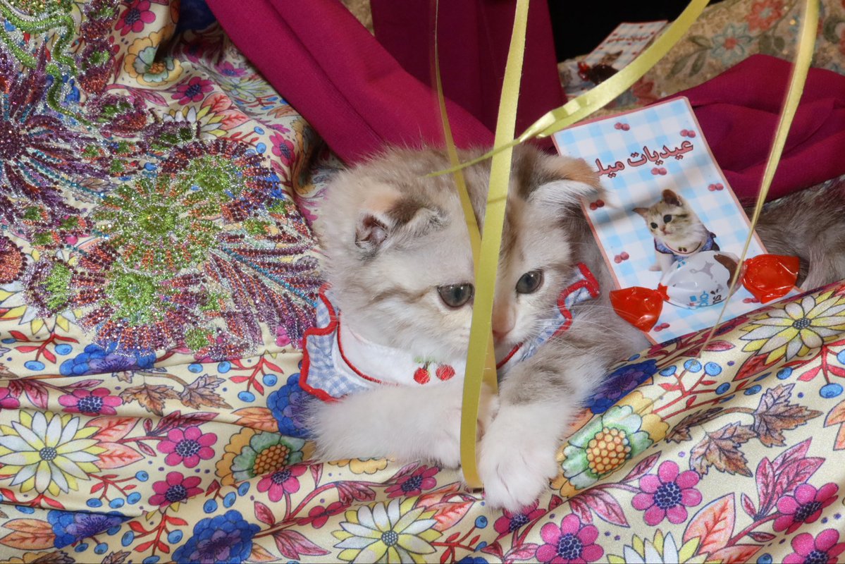 Retaj S. tweet media