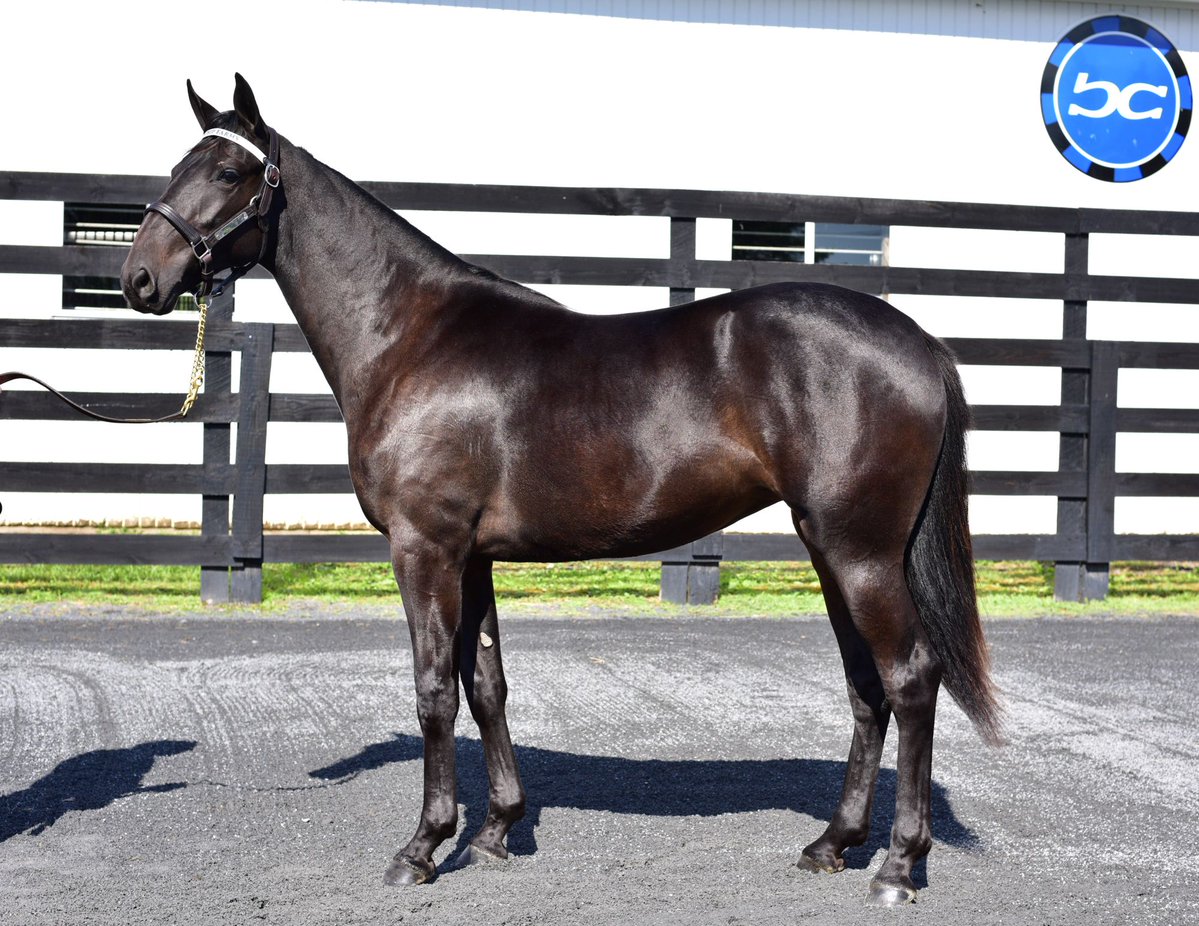 Blue Chip Farms tweet media