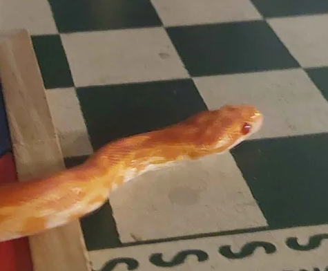 Wizzy | I'm over at 💙 ☁🦋! tweet media