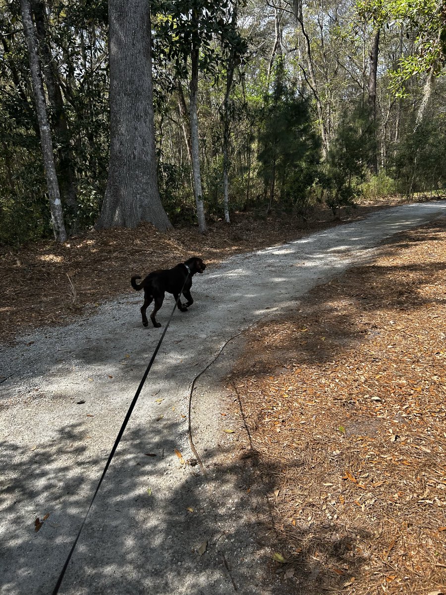 Beamers ‘26 Playoff Run tweet media