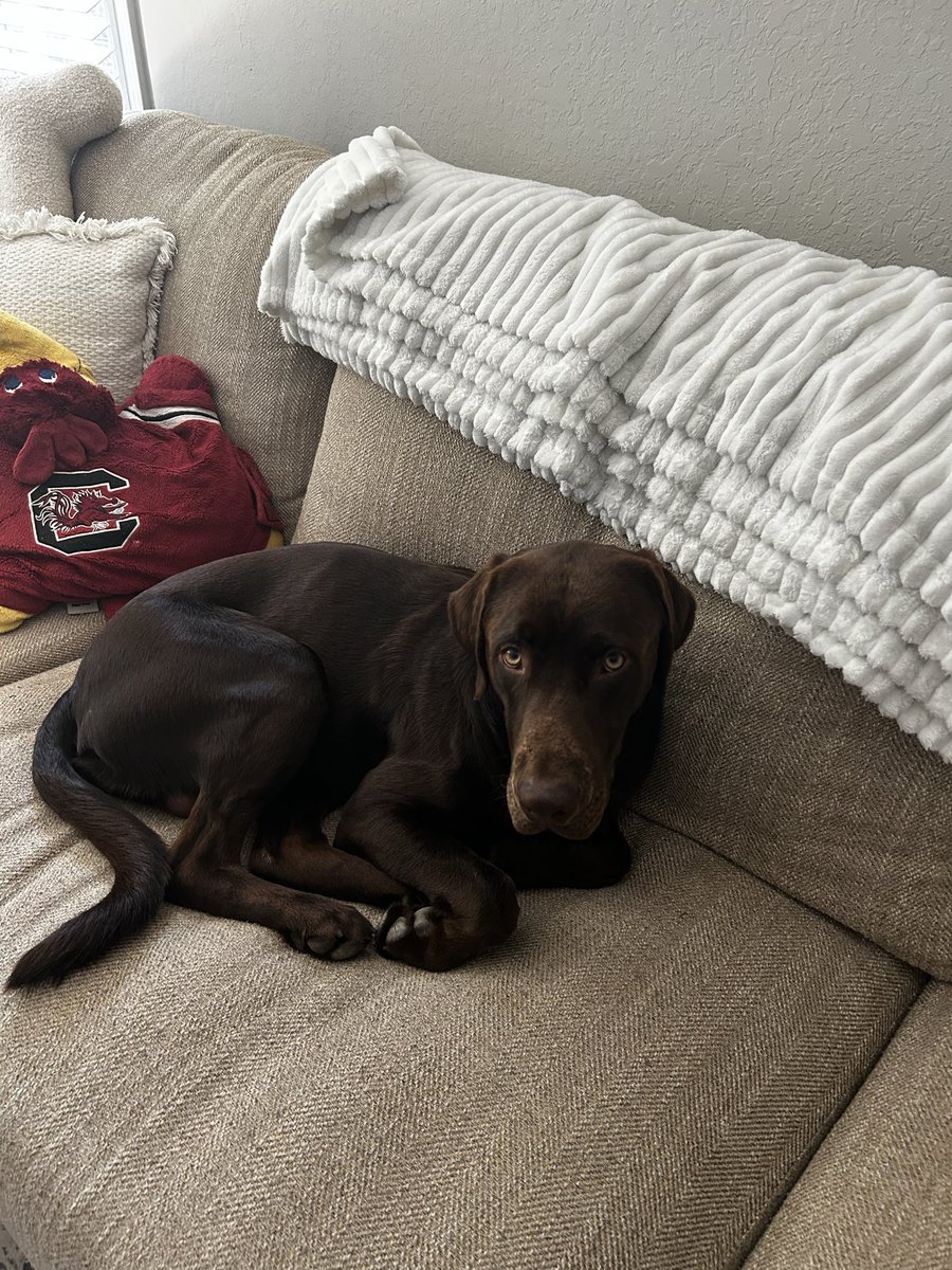 Beamers ‘26 Playoff Run tweet media