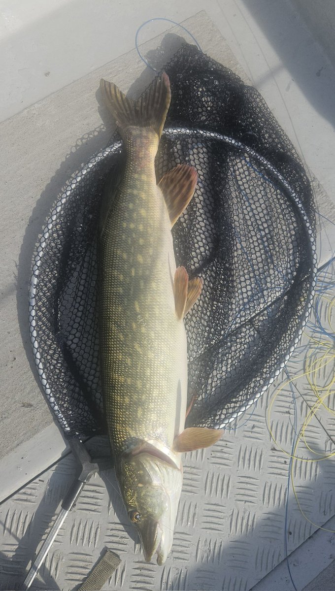 LevenStevens tweet media