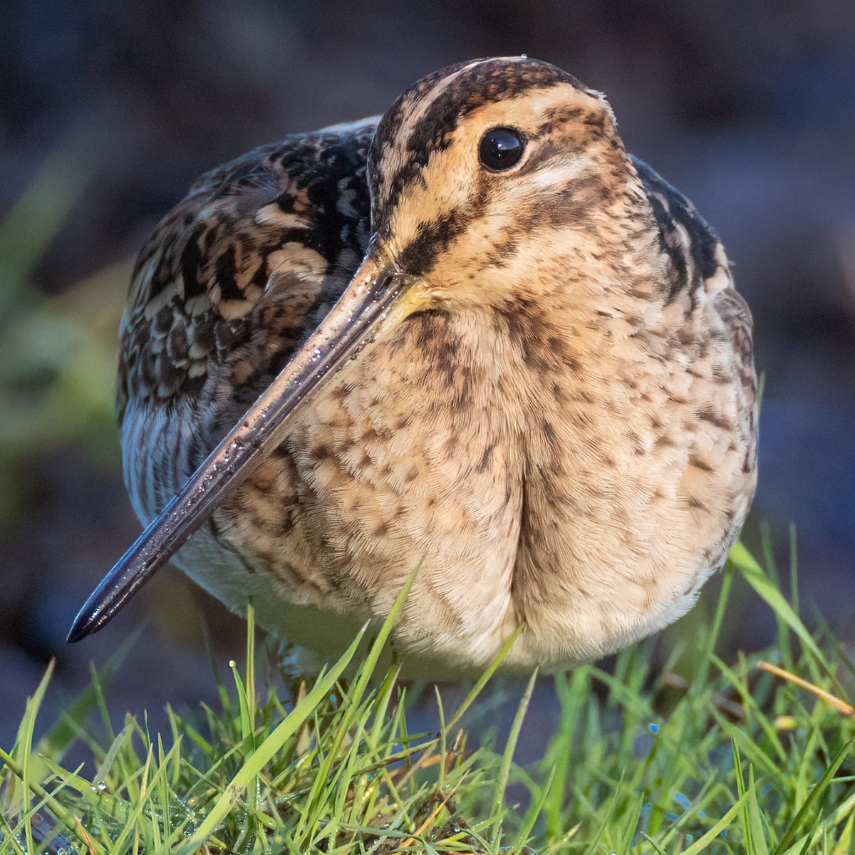 Mark Wright tweet media