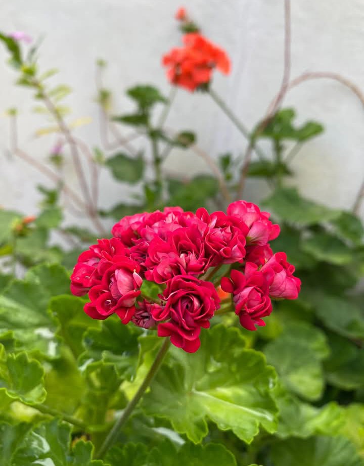 MAR_profesional's tweet photo. HOLAAA Primavera 🍀🌞☘️ https://t.co/7Vw5zv911o