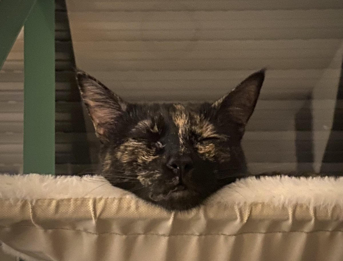 𝓮𝓬𝓵𝓲𝓹𝓼𝓮 tweet media