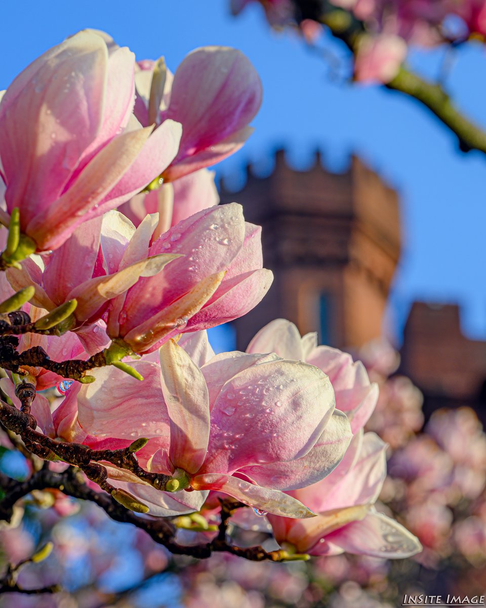 Dave Lyons tweet media