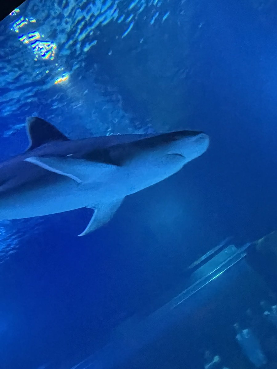 ⟡ handsome girl 🍂 tweet media