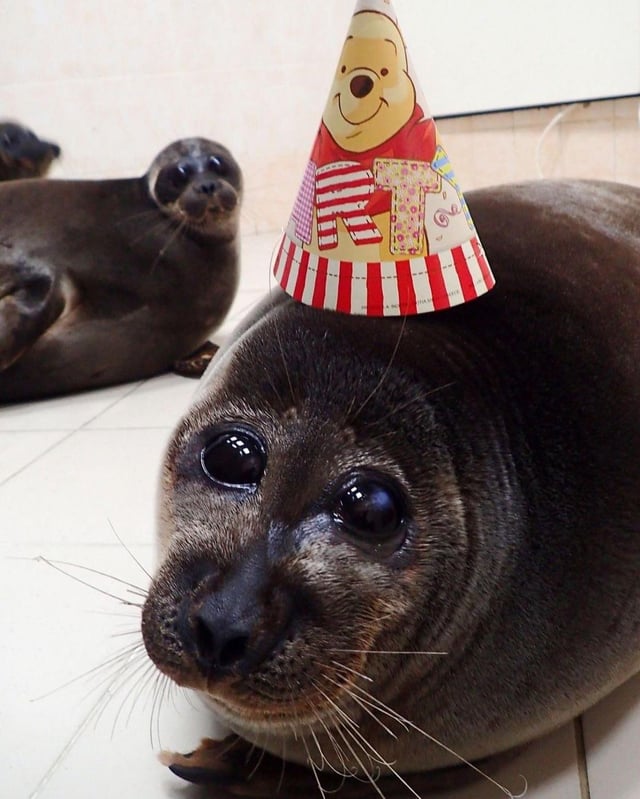 RedOctoCup tweet media