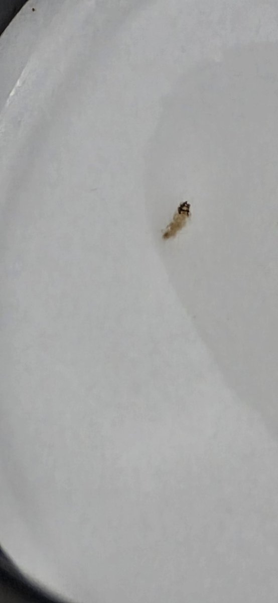 Geetkapur's tweet photo. Found what appears to be an insect larva in @SlurrpFarm noodles while cooking. Have clear photos and pack details. This is a serious contamination issue. Need refund , urgent response and investigation. https://t.co/ufrL47moWf
