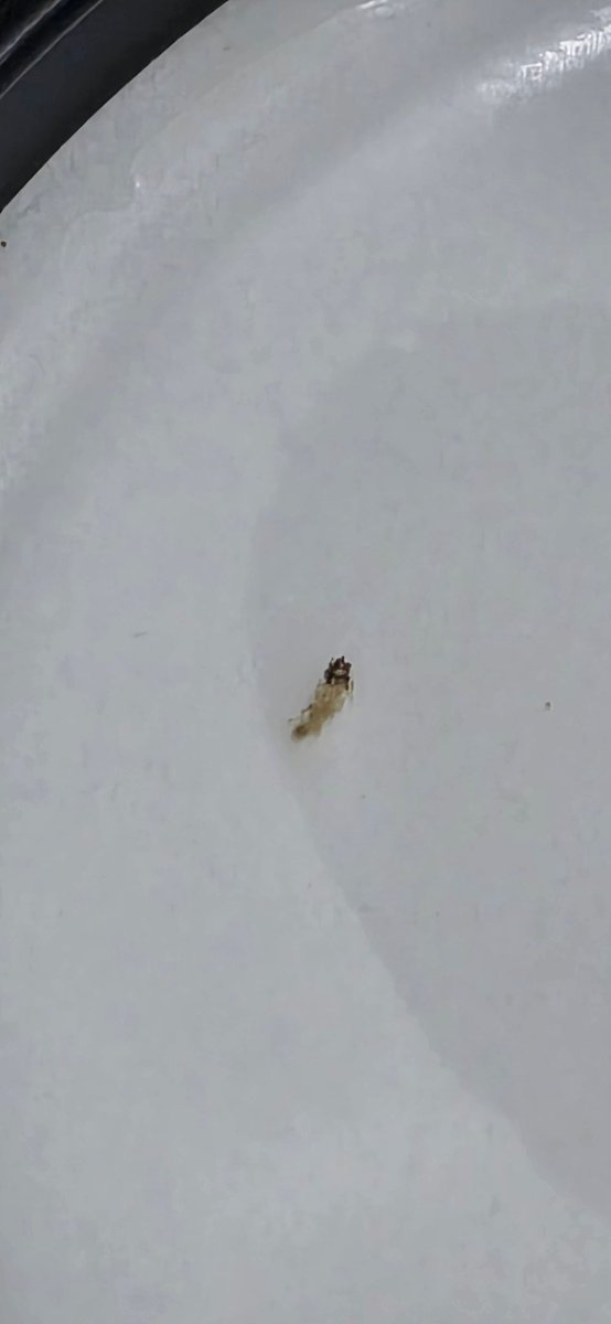Geetkapur's tweet photo. Found what appears to be an insect larva in @SlurrpFarm noodles while cooking. Have clear photos and pack details. This is a serious contamination issue. Need refund , urgent response and investigation. https://t.co/ufrL47moWf