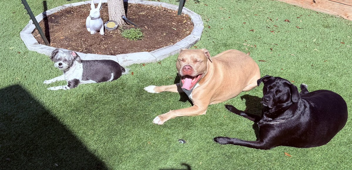 Sean Salisbury tweet media