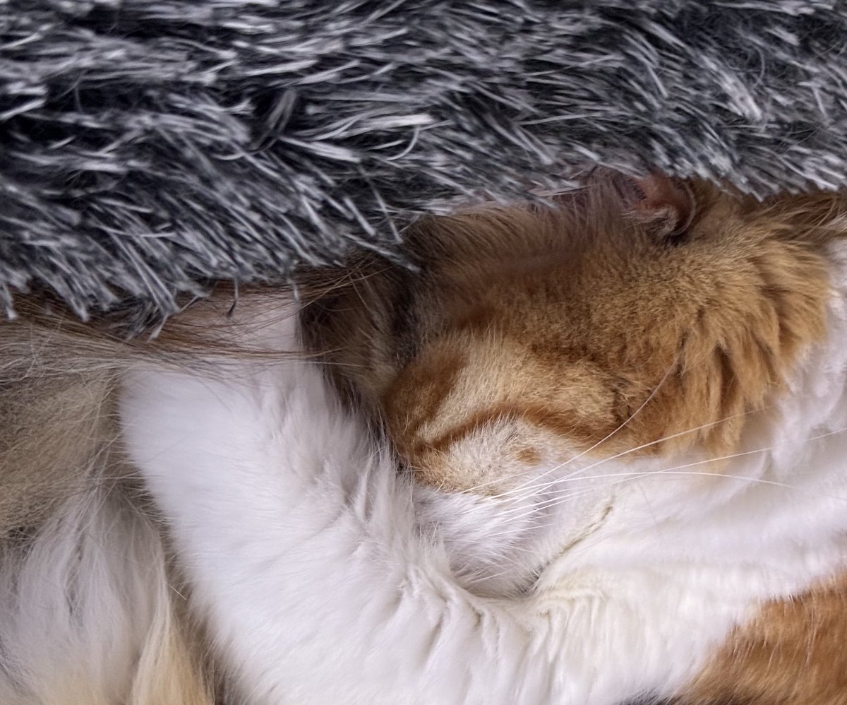 Awesome Possum 🇨🇾 tweet media