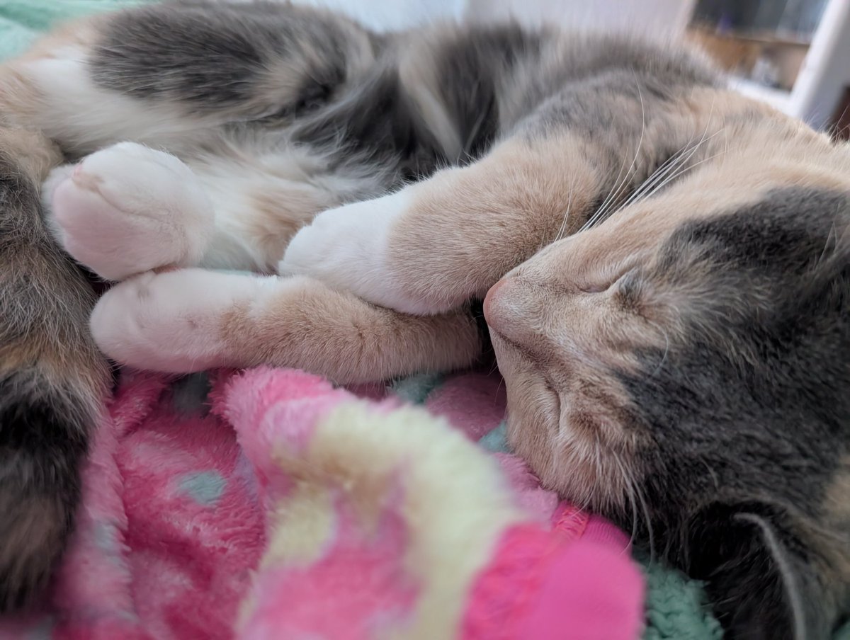 Kitty_Mew6's tweet photo. Some more #Cat pics :3 #Pets #Meow https://t.co/JnCgK0oFQH