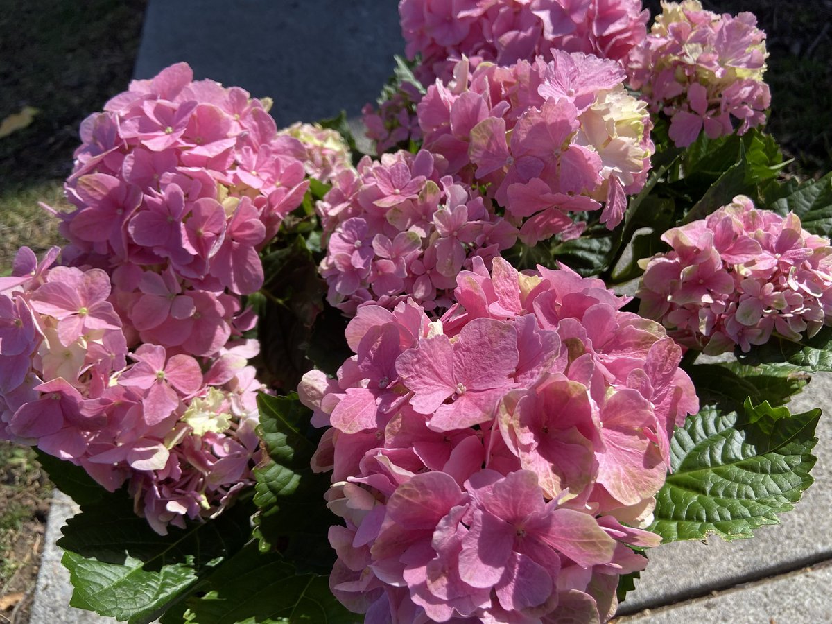 Indigo Mike tweet media