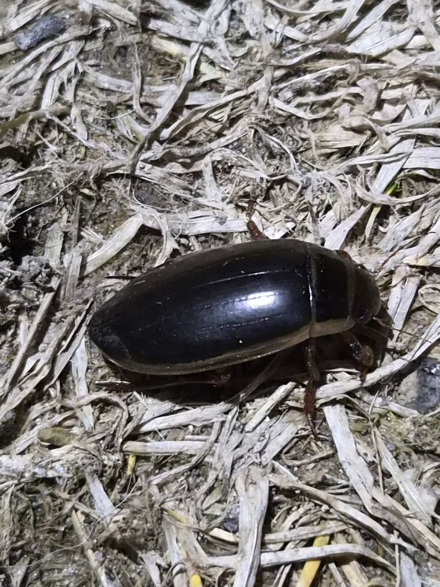 музикальний фашистік tweet media