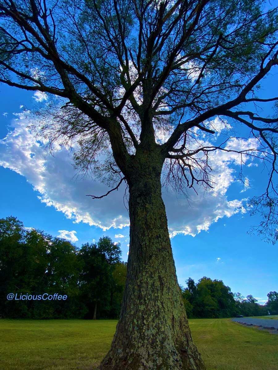 CoffeeLiciousLady tweet media