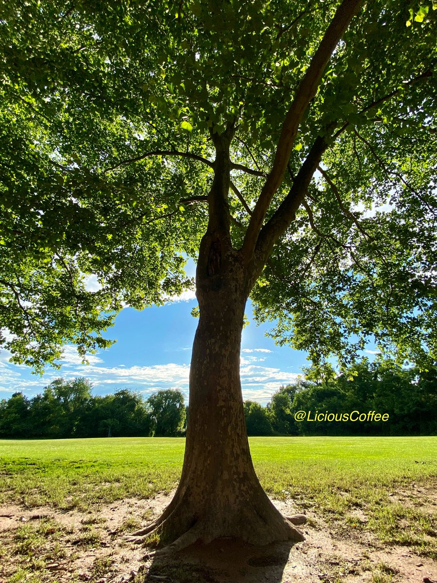 CoffeeLiciousLady tweet media