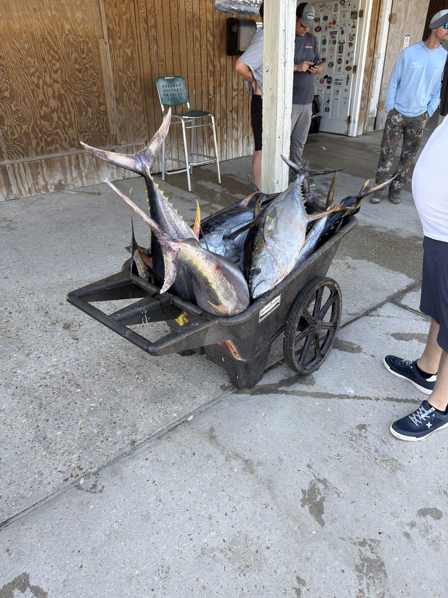 Mojo 🇺🇸 tweet media