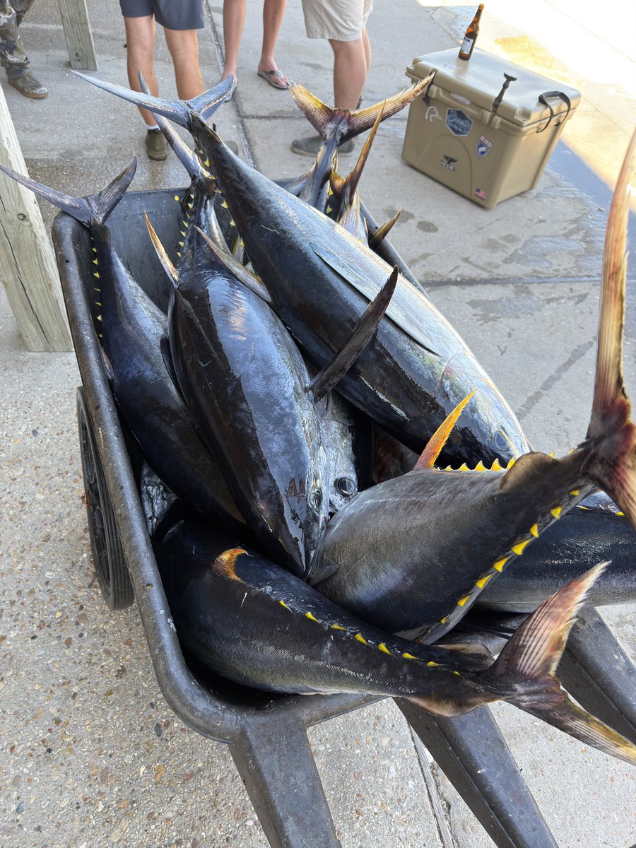 Mojo 🇺🇸 tweet media