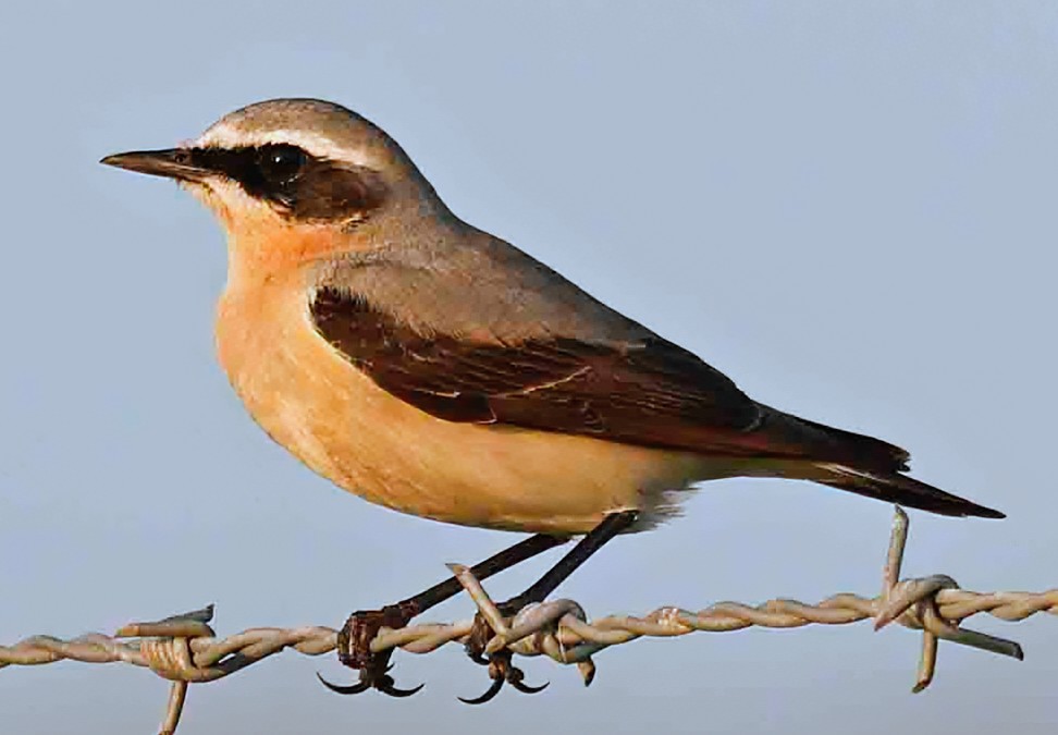 Paul Chapman tweet media